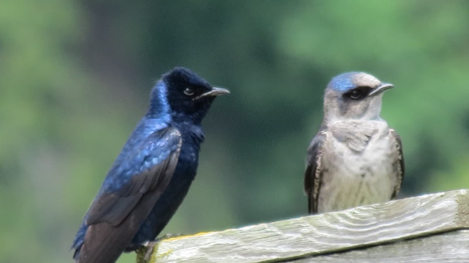 Travis Audubon cover