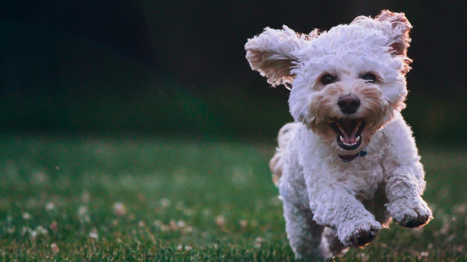 Austin Pets Alive cover